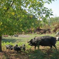 isabelle-ortusi-les-resistants-6