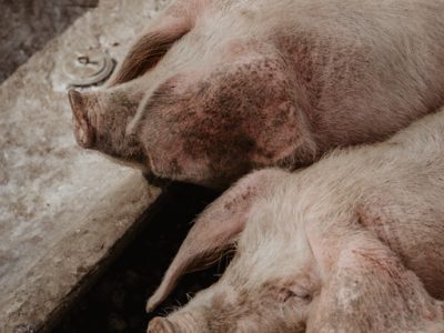 ferme-des-sept-chemins-les-resistants-13