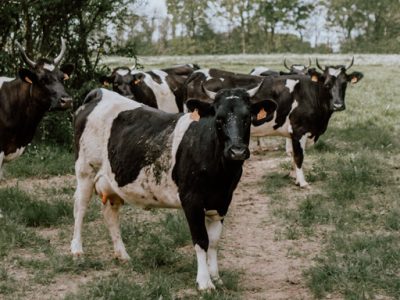 ferme-des-sept-chemins-les-resistants-1