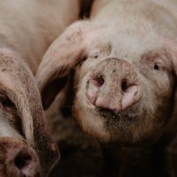 ferme-des-sept-chemins-les-resistants-12